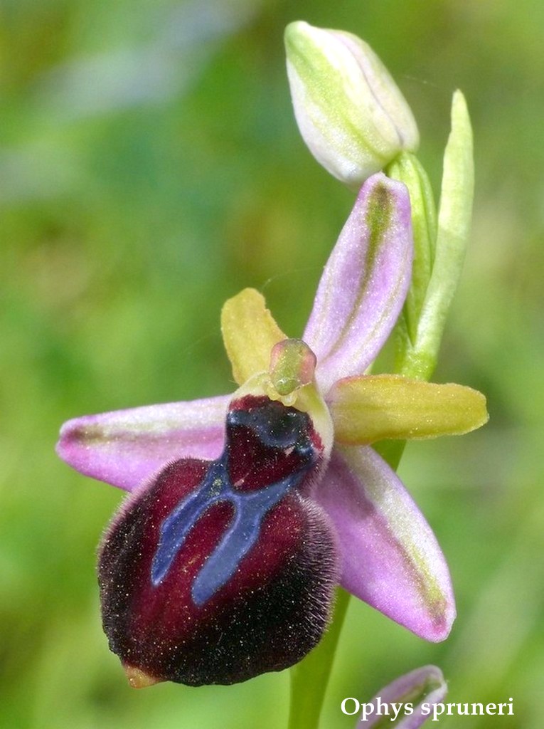 Grecia 23_25 aprile 2016  un fine settimana tra le orchidee.